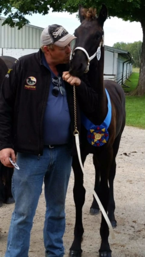Albion of Majestic Friesians